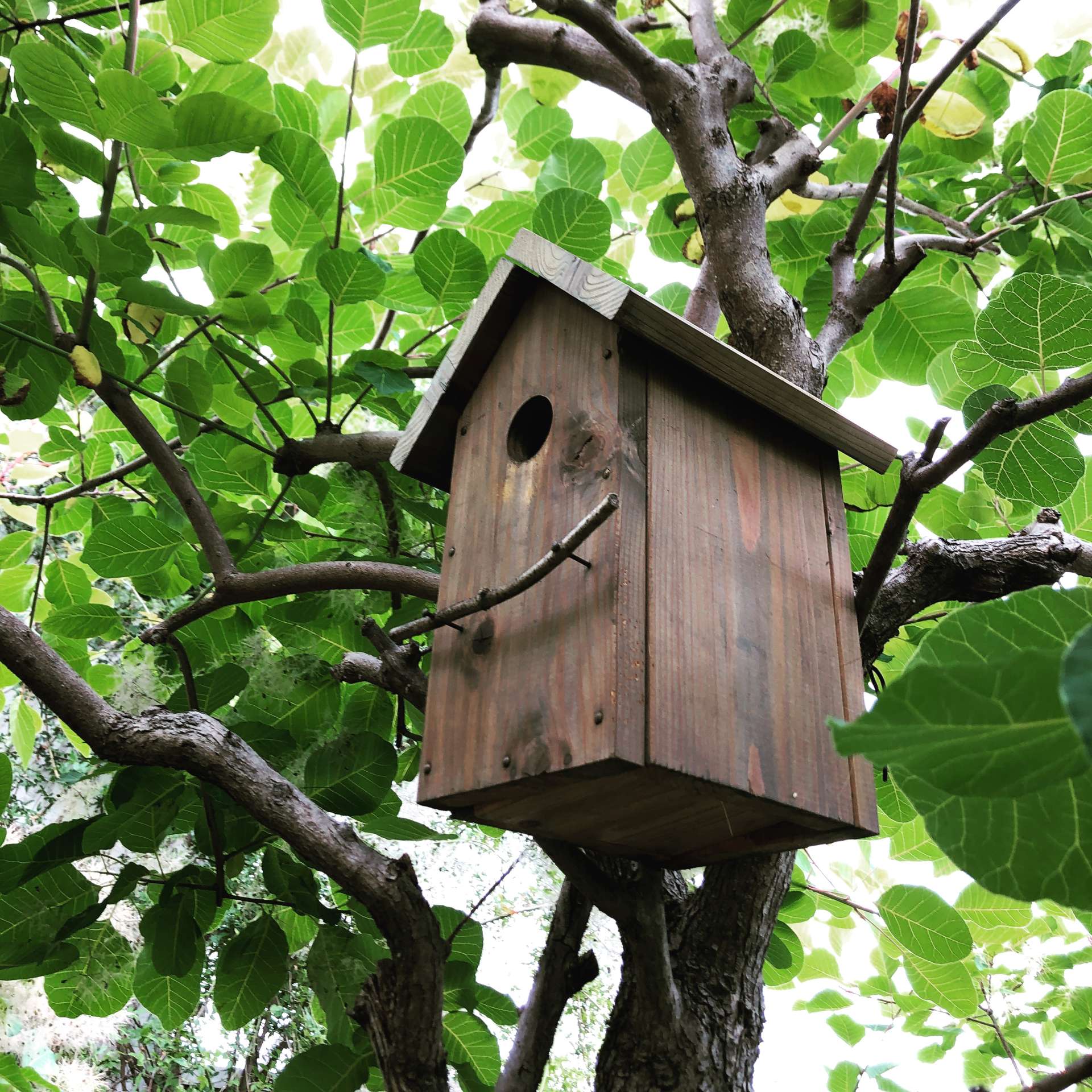 庭に巣箱をかけると小鳥は入るのか？ | BLOG | 庭は、ちいさな森
