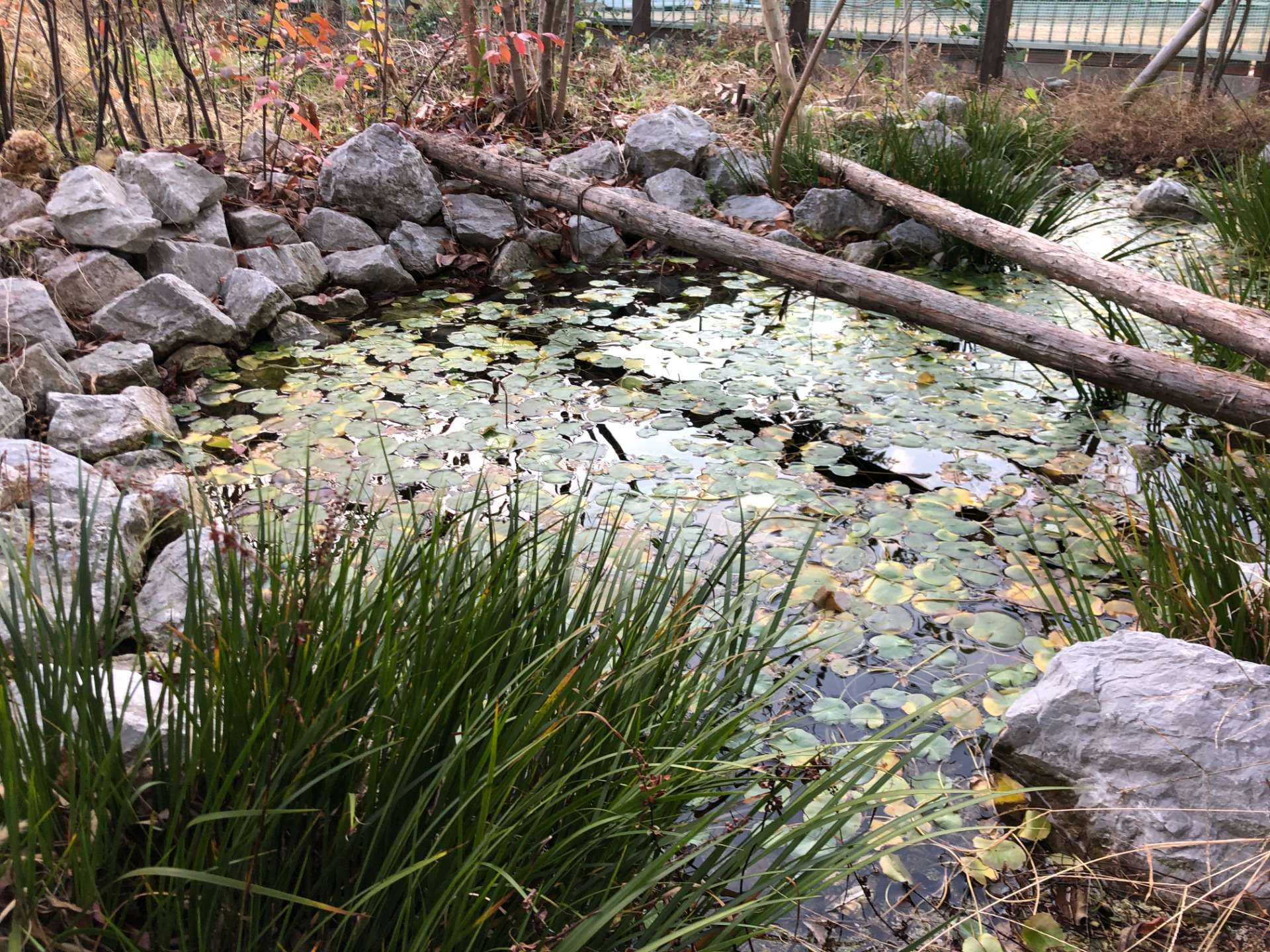 自然な庭をデザインする｜ビオトープ池のある景色