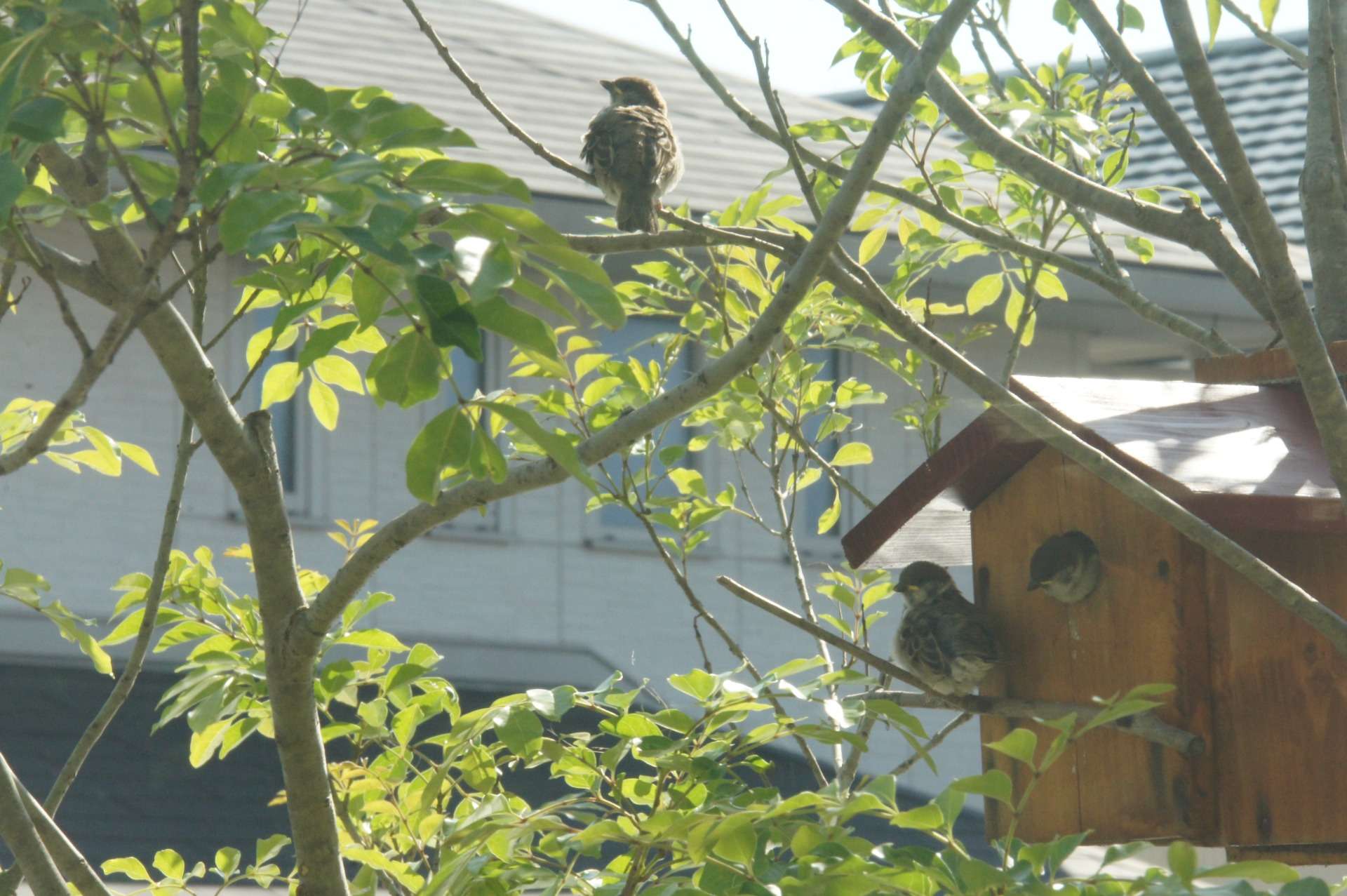 庭の巣箱で小鳥の巣作り | 庭のアイディア