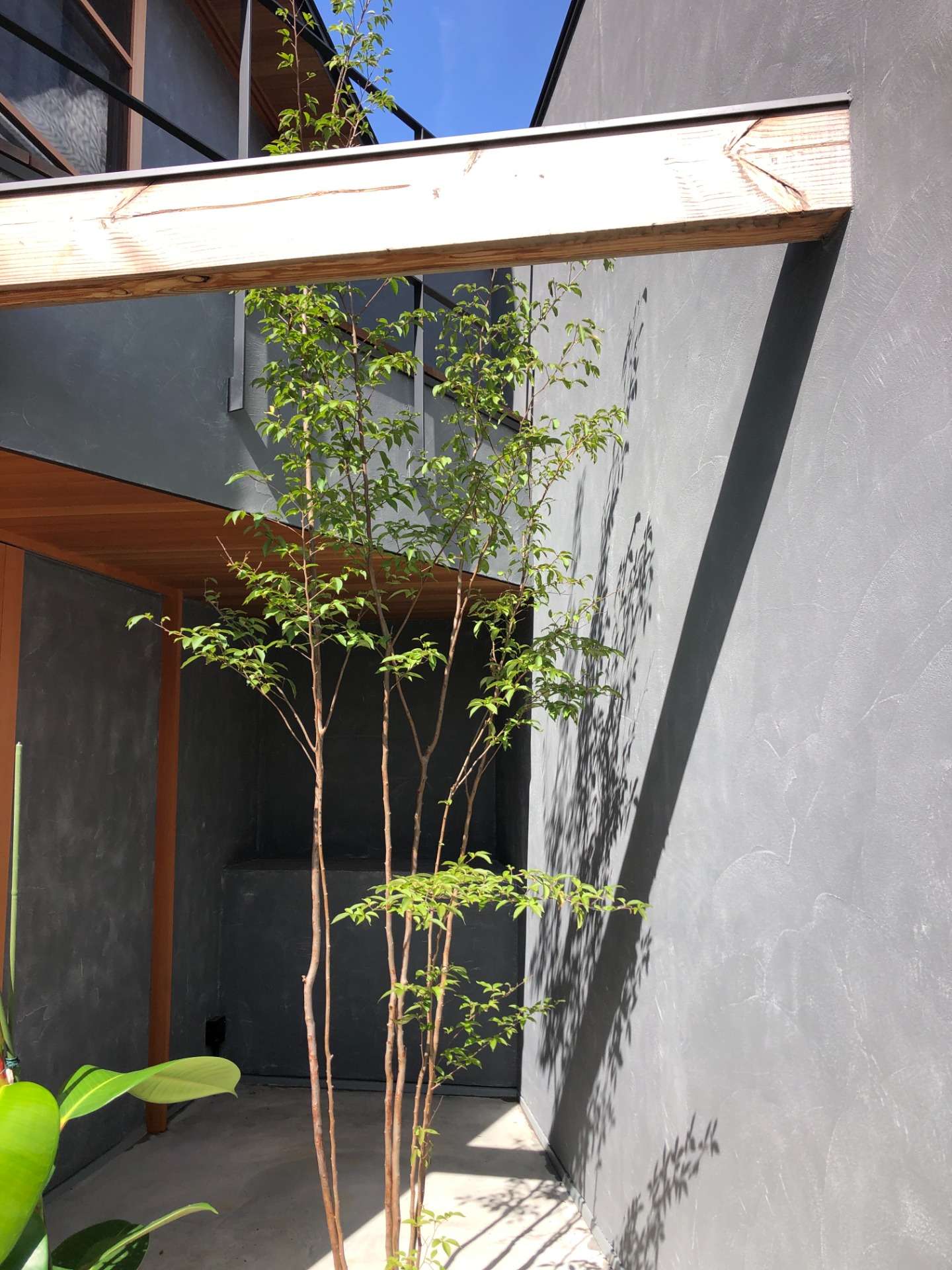 玄関前にヒメシャラを植える | 庭のアイディア