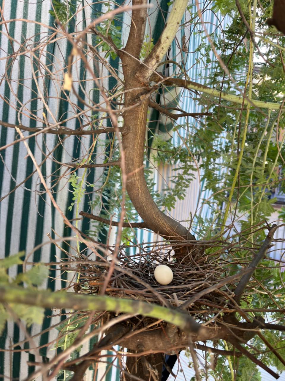 鳩の卵みつけた！