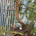 鳩の卵みつけた！